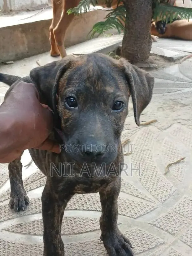 1-3 months Female Purebred Boerboel · Photo 1