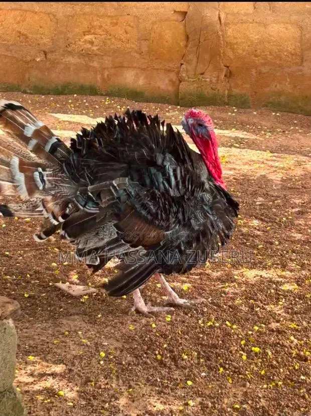 Turkey for Sale · Photo 1