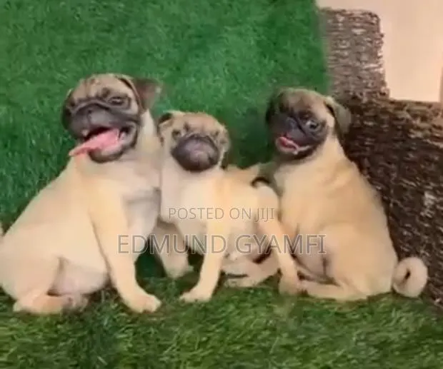 1-3 months Male Purebred Pug · Photo 1