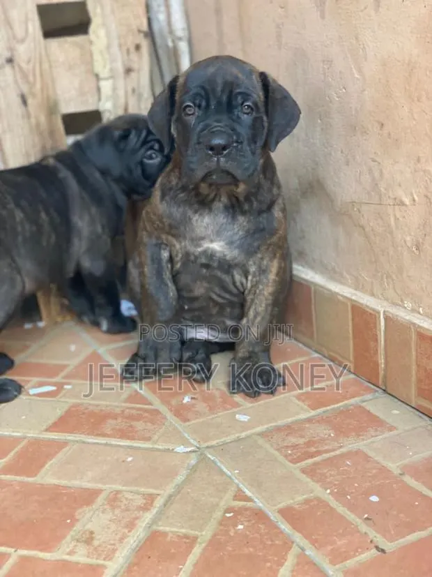 1-3 months Female Purebred Boerboel · Photo 1