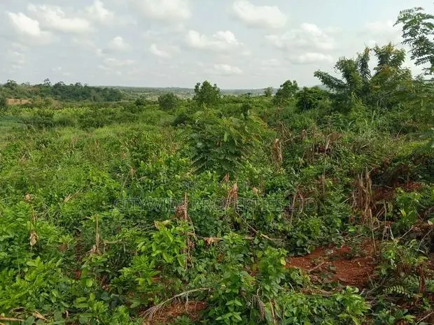 Farmlands at Winneba Simibrofo for Sale · Photo 1