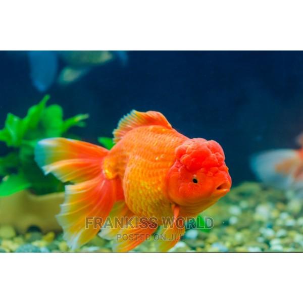 Gaint Oranda · Photo 1