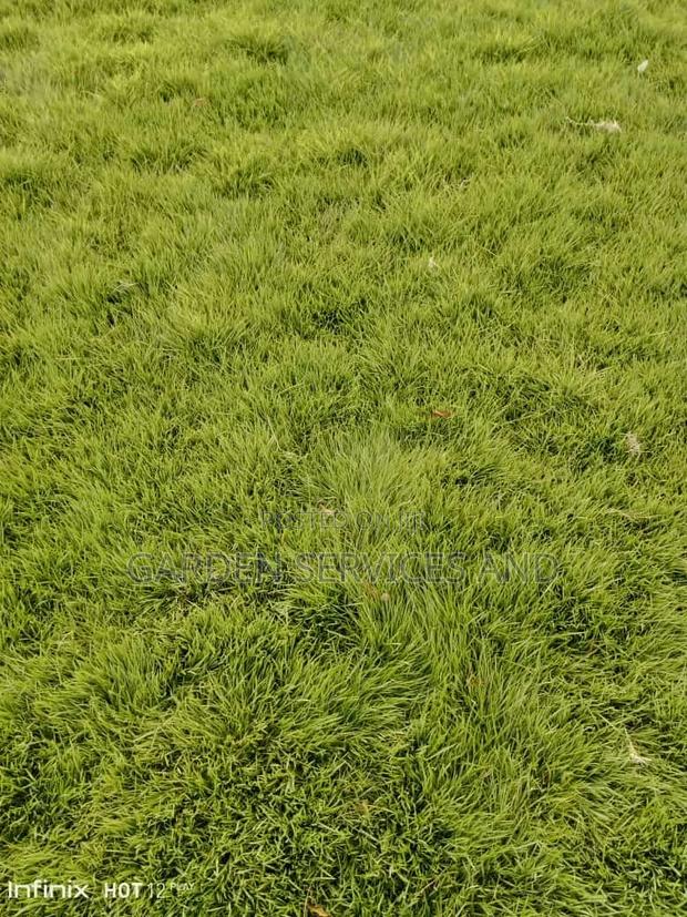 All Kinds of Natural Green Grass Available for Sale · Photo 3