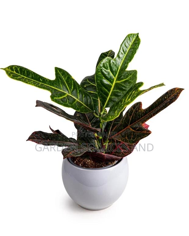 Three Fingers Plant for Sale · Photo 1