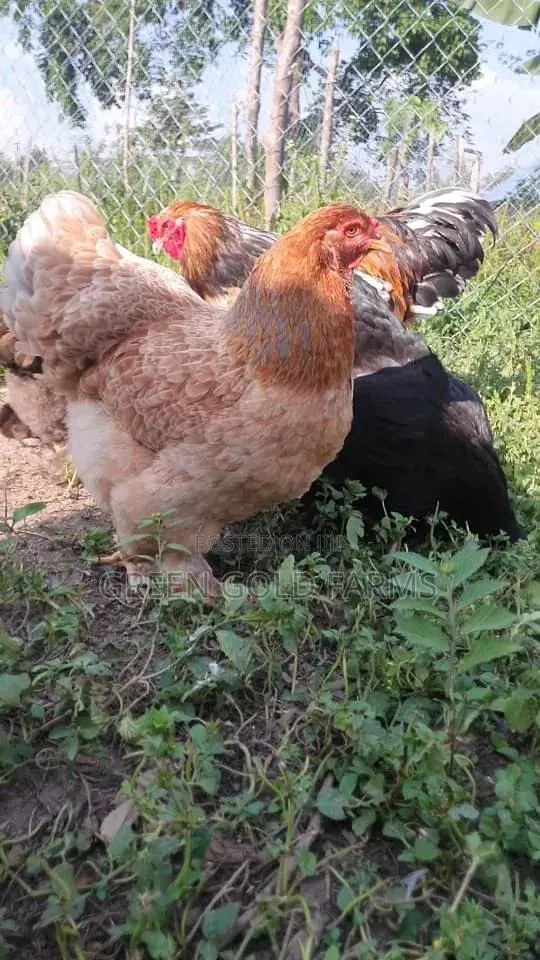 Brahma Chickens Pure Breed · Photo 1