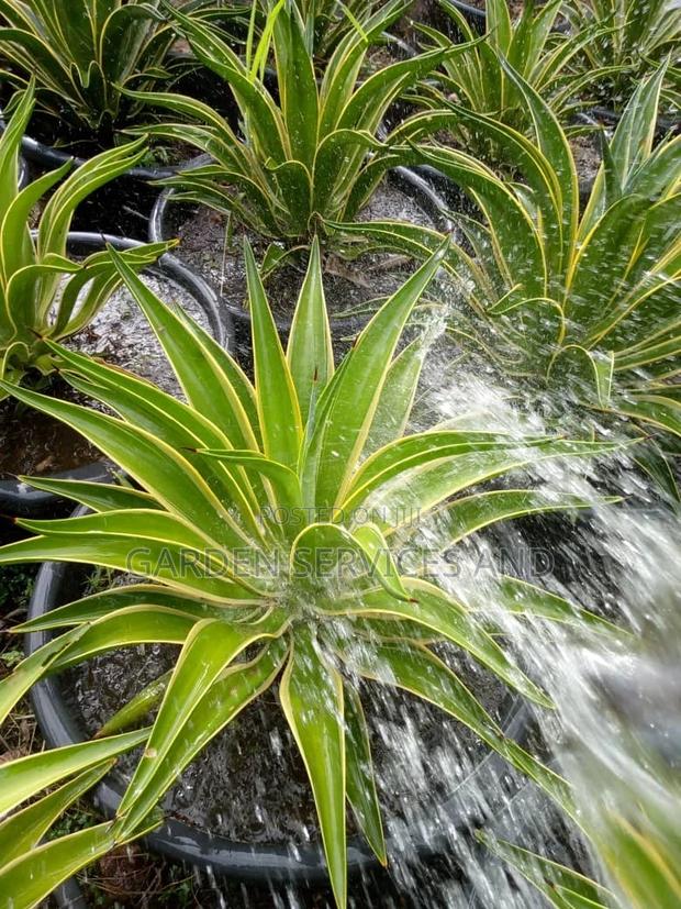 Sansevieria for Sale · Photo 1
