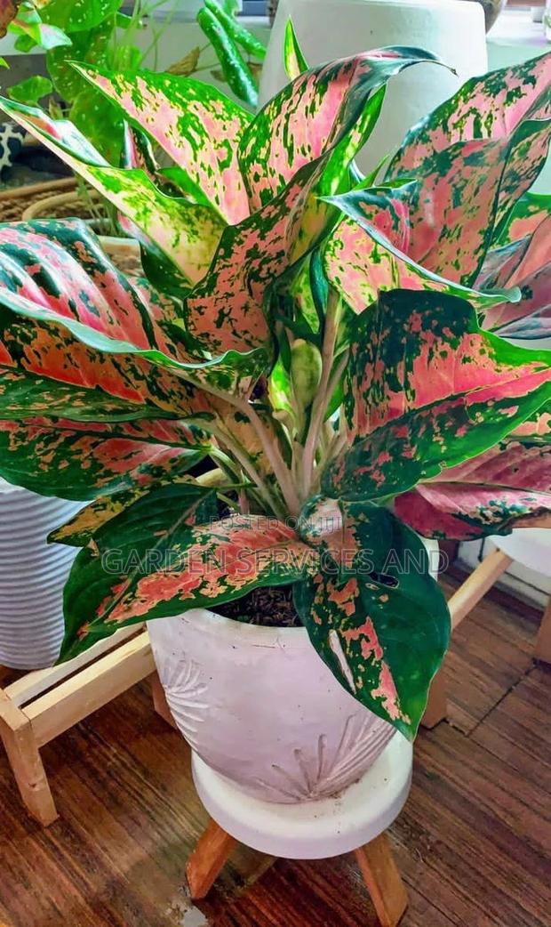 Aglaonema for Sale · Photo 1