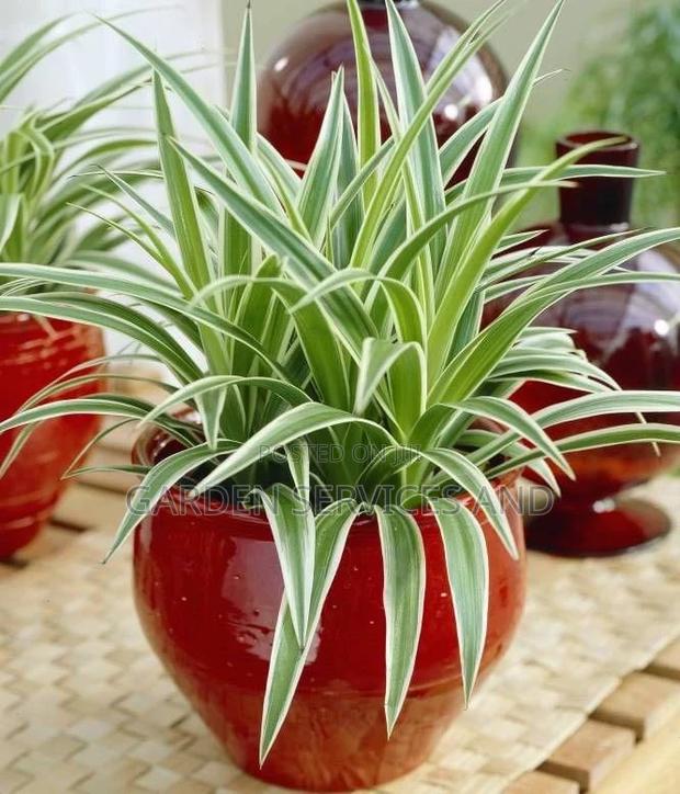 Daniella Plant for Sale · Photo 1