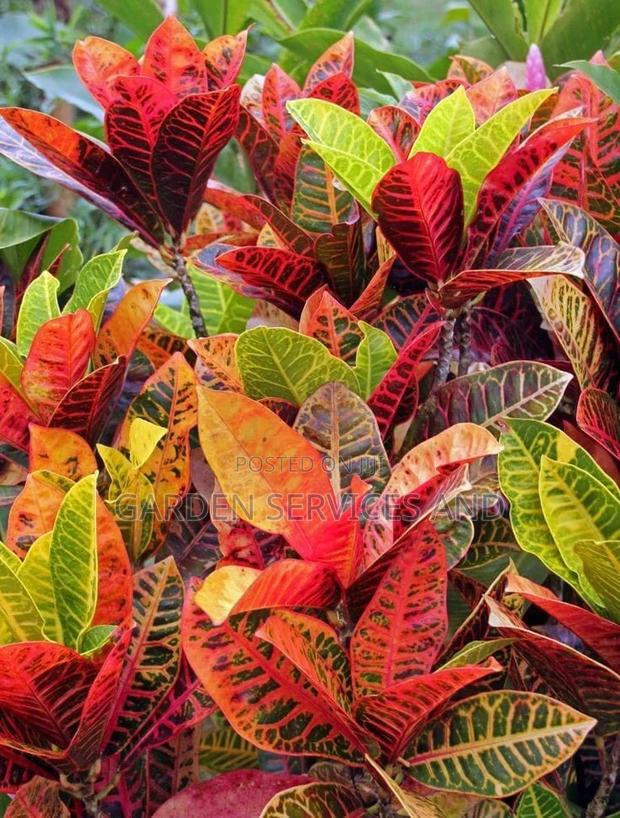 Croton for Sale · Photo 2