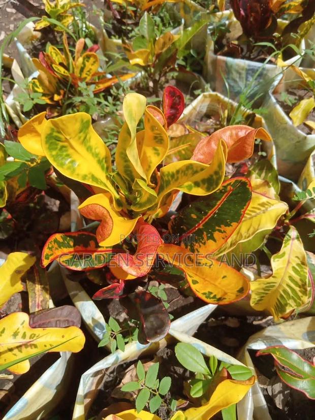 Croton for Sale · Photo 1