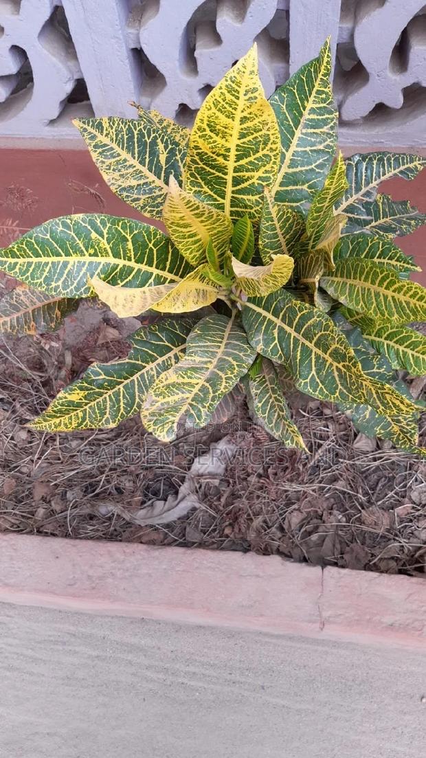 Croton for Sale · Photo 3