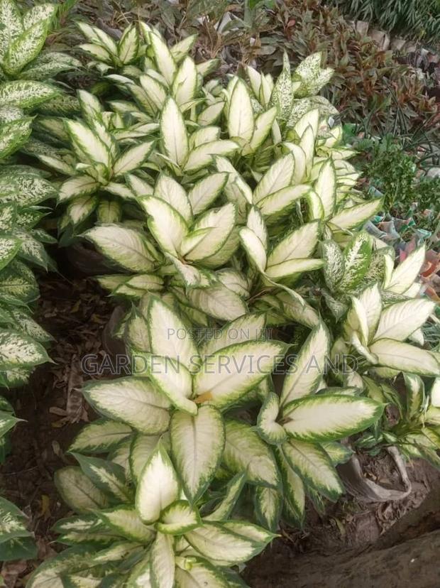 Aglaonema for Sale · Photo 1