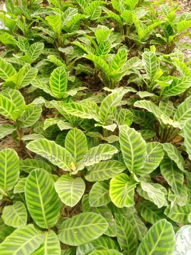 Aglaonema for Sale · Photo 2