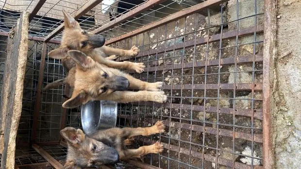 1-3 months Male Purebred German Shepherd · Photo 1