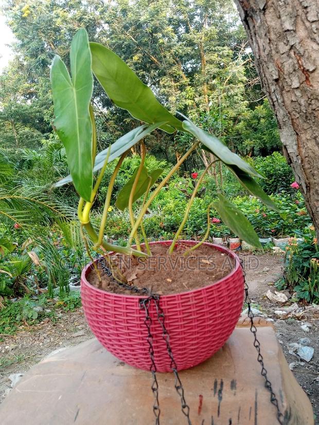 Plant for Sale · Photo 1
