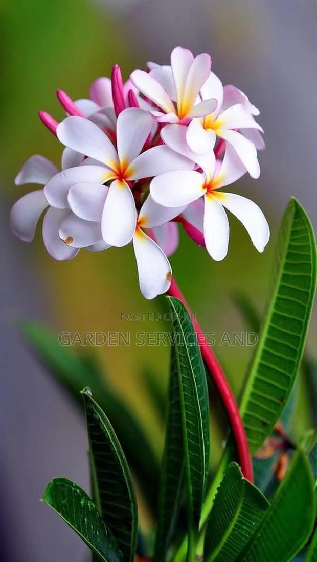 Plumeria for Sale · Photo 2