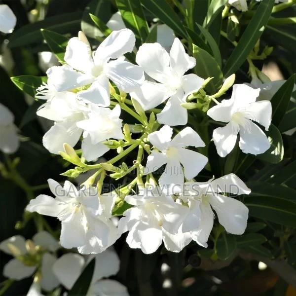 Plumeria for Sale · Photo 1