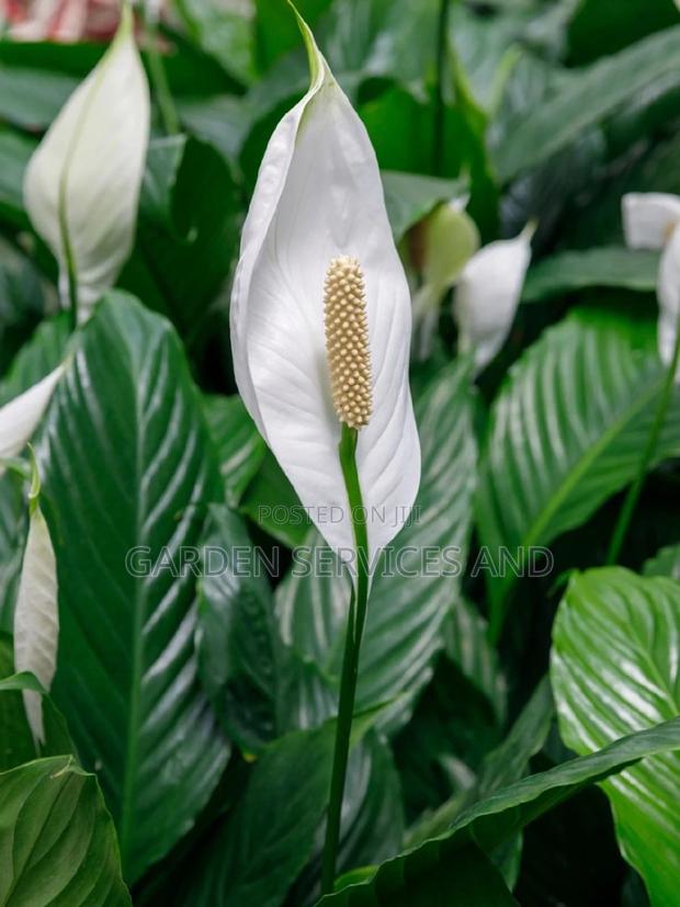 Peace Lily for Sale · Photo 3