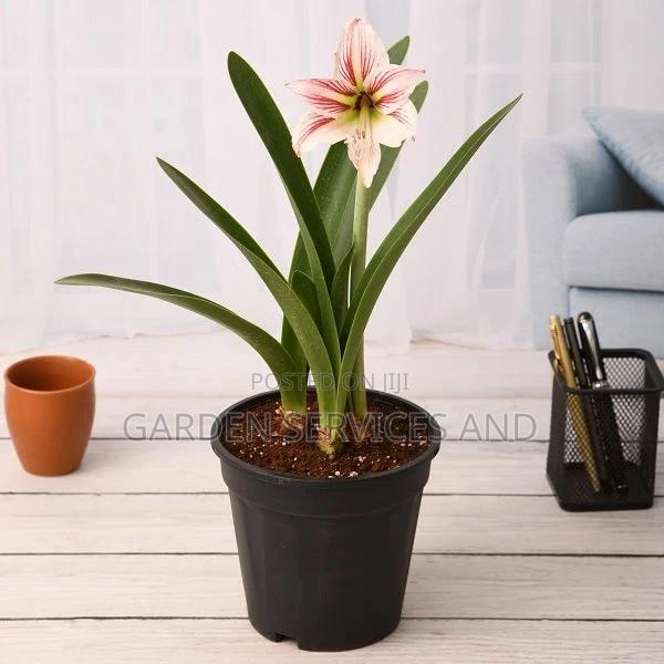 Lilly for Sale · Photo 1