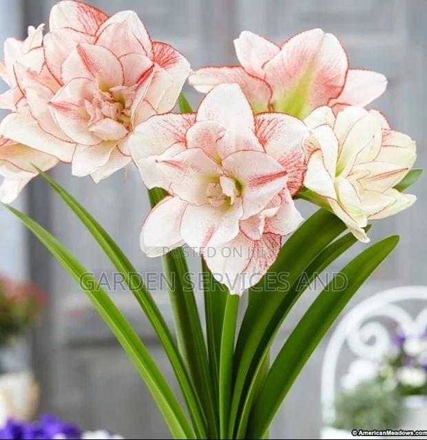 Lilly for Sale · Photo 2