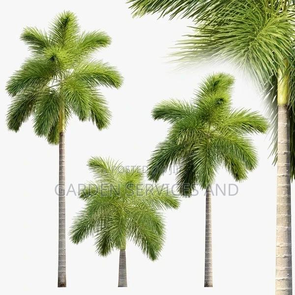 Foxtail Palm · Photo 2