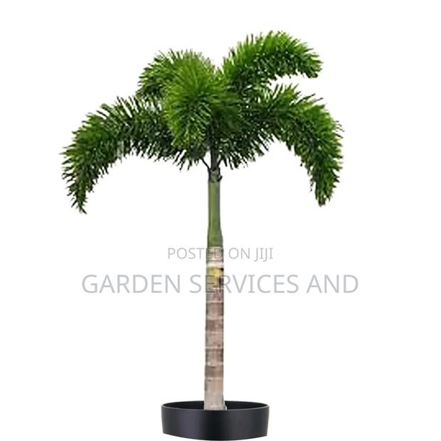 Foxtail Palm · Photo 1