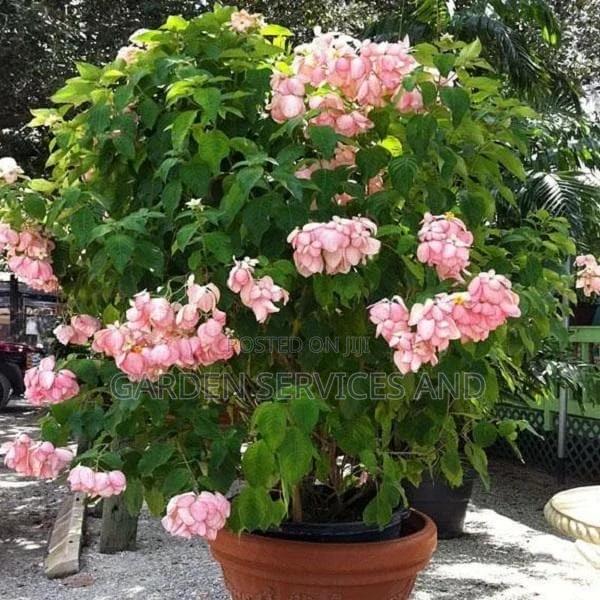 Red Queen of Philippines for Sale · Photo 1