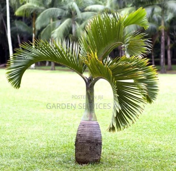 Shampagn Palm for Sale · Photo 1
