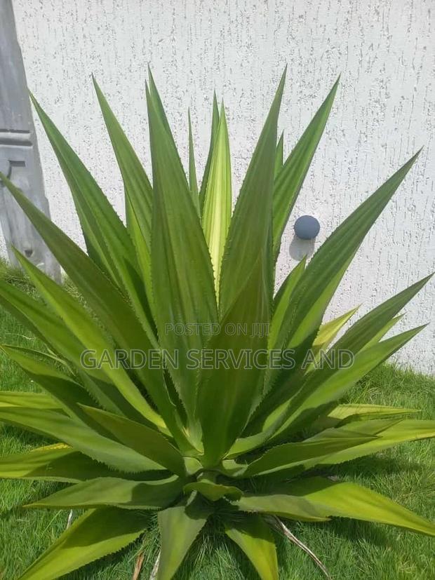 Plant for Sale · Photo 1