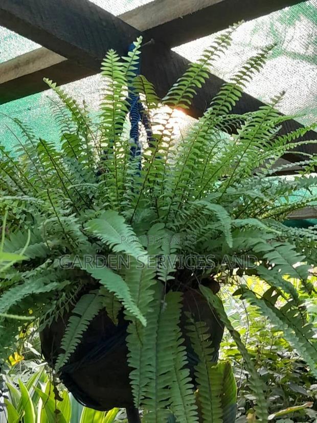 Fern for Sale · Photo 1