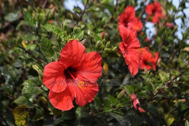Hibiscus Flower for Sale · Photo 2