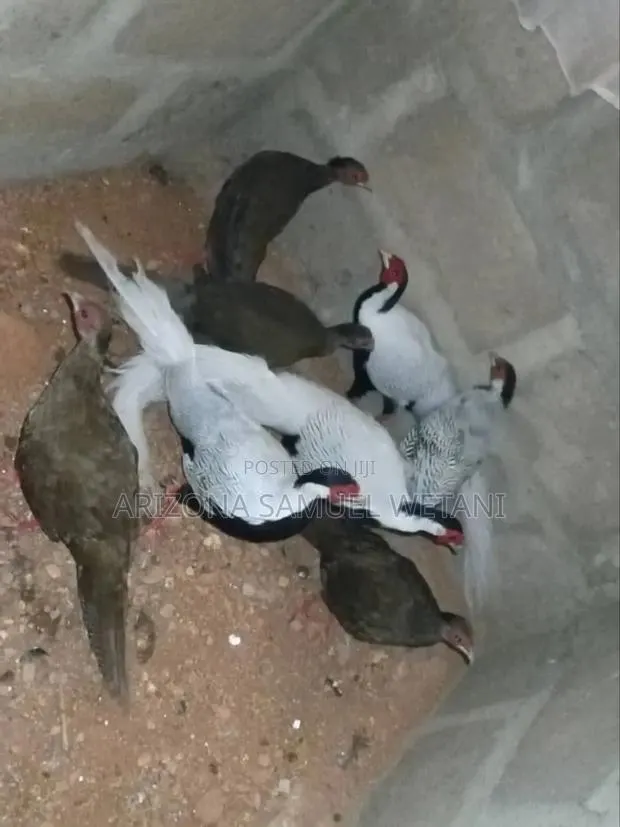 Pheasants for Sale · Photo 1