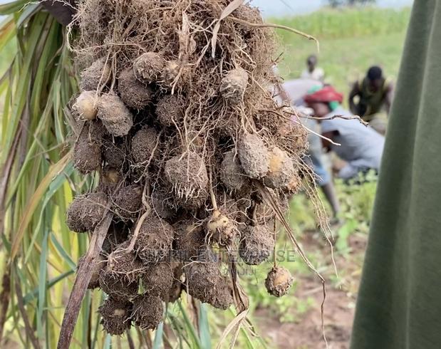 Yellow Tiger Nuts Seeds For Planting · Photo 2