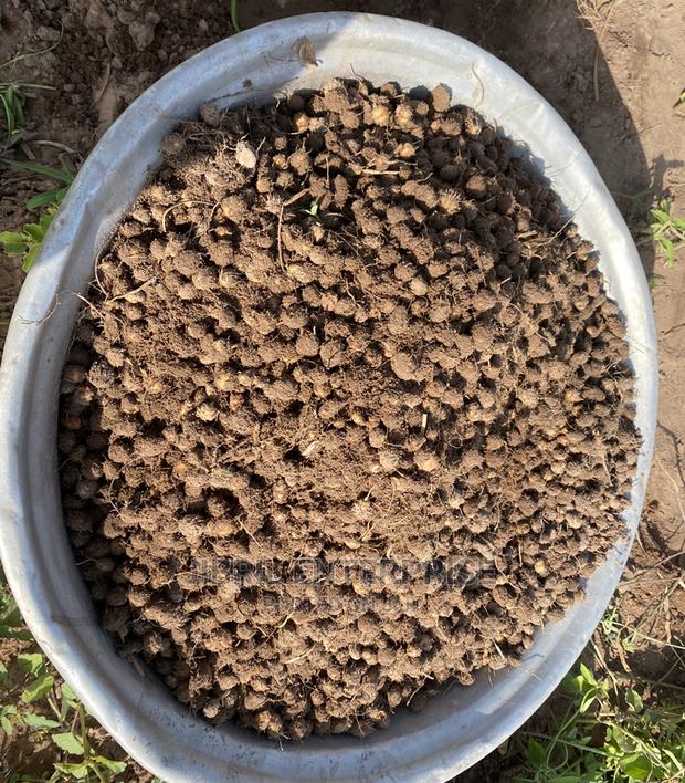 Yellow Tiger Nuts Seeds For Planting · Photo 3