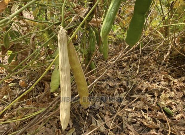 African Sword Beans (Canavalia Gladiata) · Photo 3