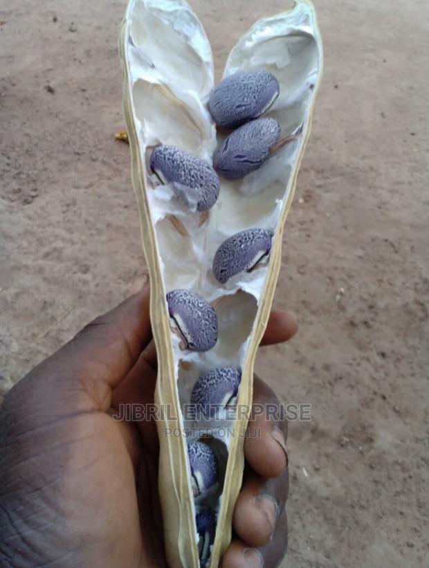 African Sword (Canavalia Gladiata) · Photo 2