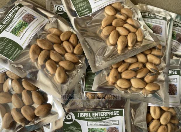 Yellowish Sword Beans (Canavalia Gladiata) · Photo 2