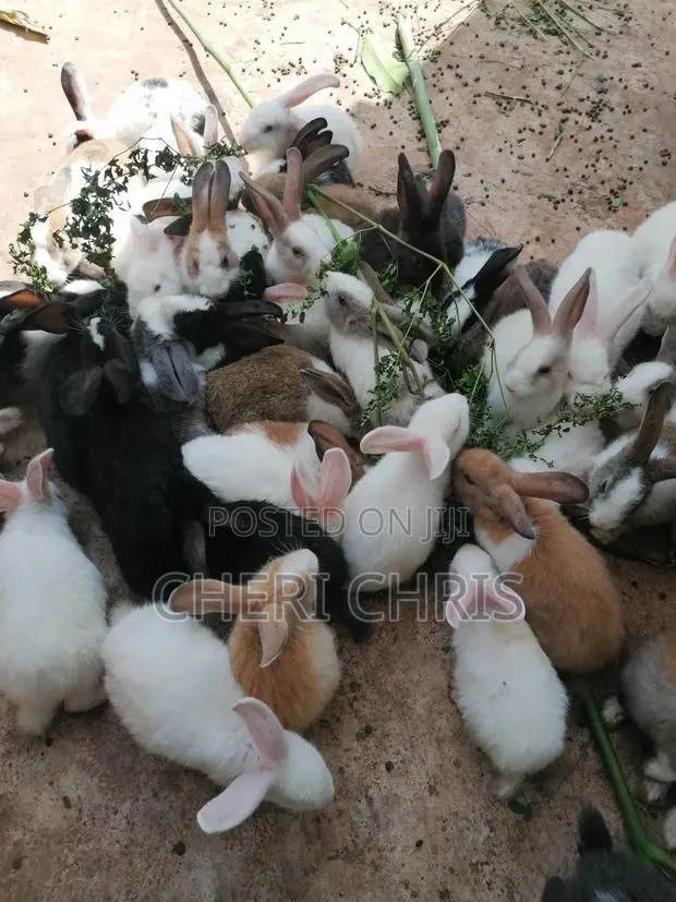 Organic Bunnies Available · Photo 1