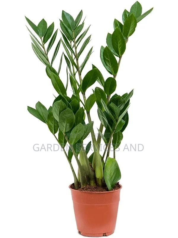 Zz Plant for Sale · Photo 3