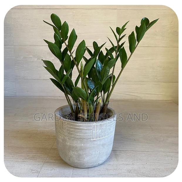 Zz Plant for Sale · Photo 1