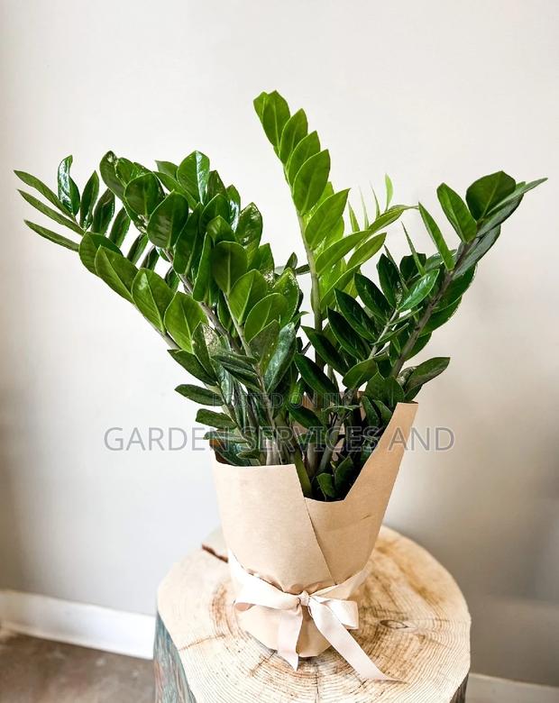 Zz Plant for Sale · Photo 2