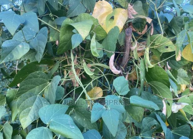 Lima Beans (Phaseolus Lunatus · Photo 4