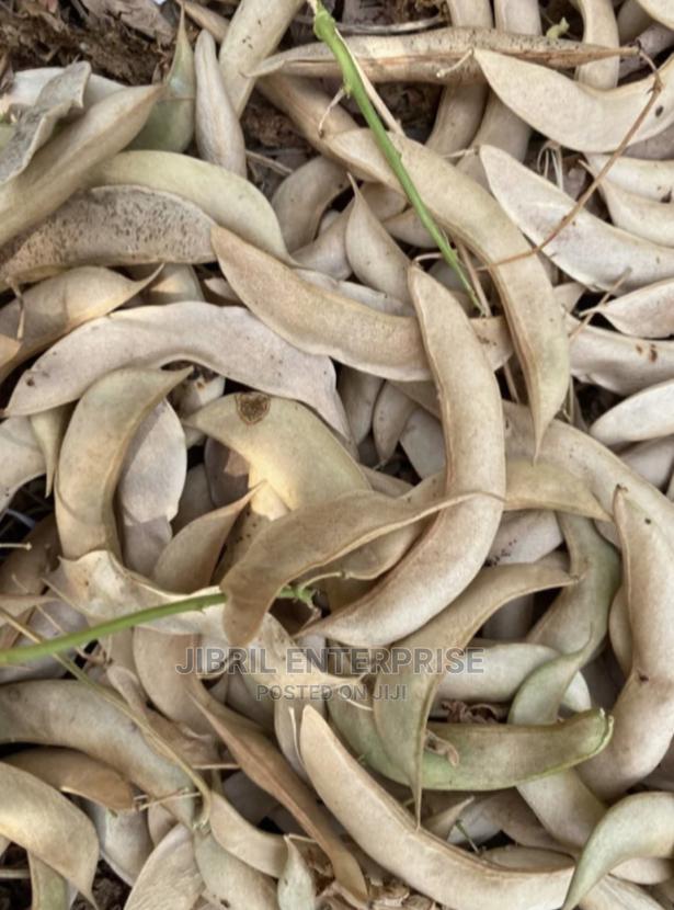 Red Lima Beans (Phaseolus Lunatus) · Photo 3