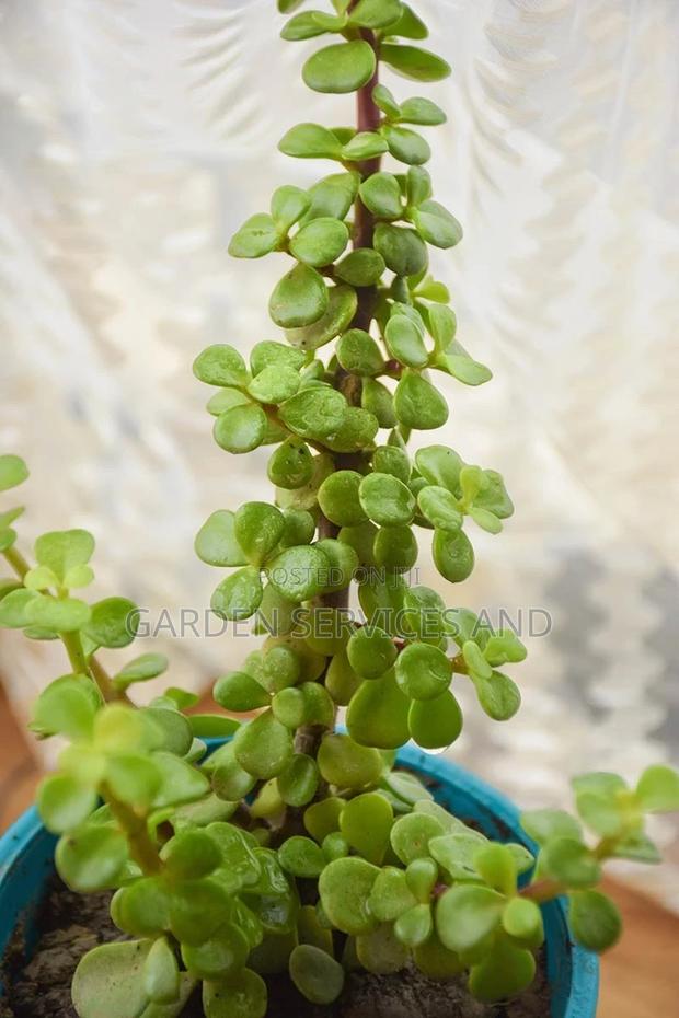 Jade Stones · Photo 2