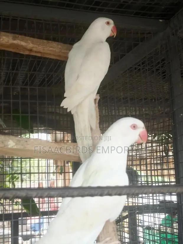 Exotic White/Lutino Ndian Ringneck Parakeet · Photo 1