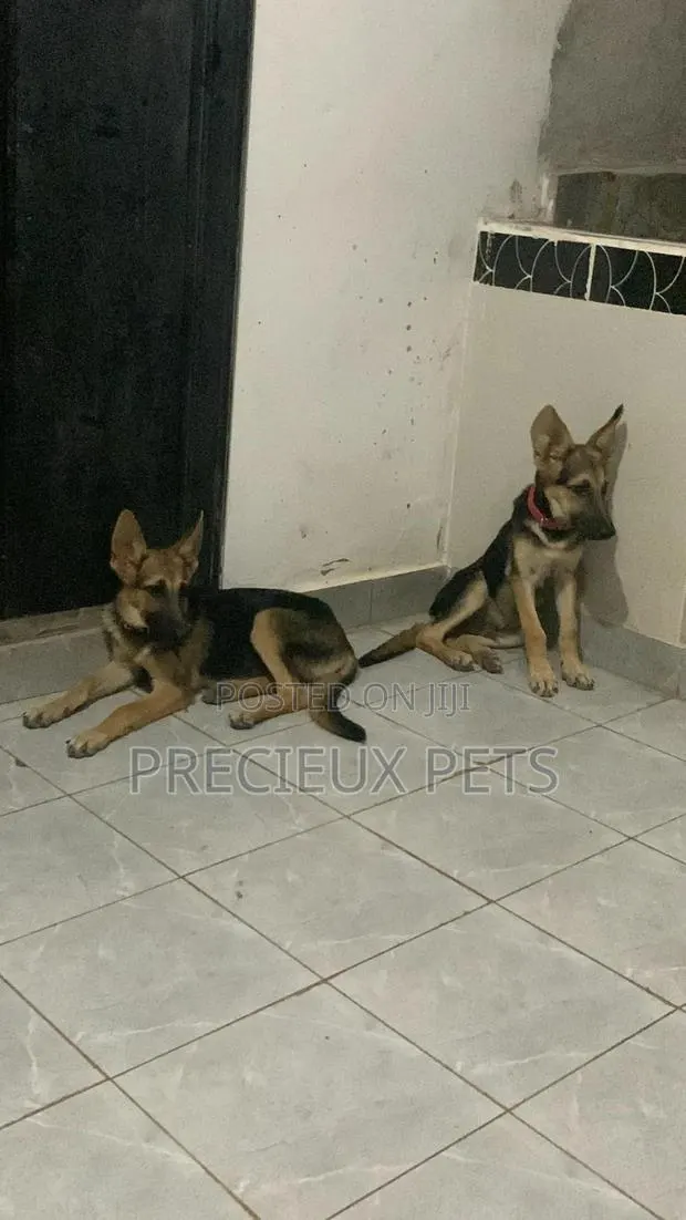 1-3 Months Male Purebred German Shepherd · Photo 1