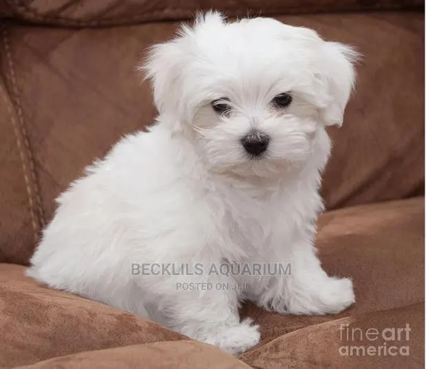 1-3 months Male Purebred Maltese · Photo 1
