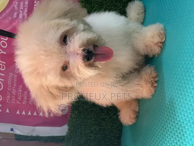 3-6 Months Female Mixed Breed Maltipoo · Photo 1
