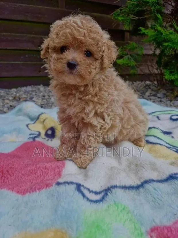 1-3 months Female Purebred Poodle · Photo 1