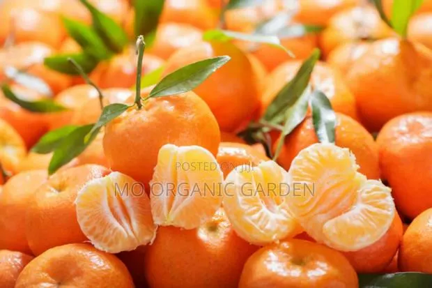 Mandarin Plant Seedling · Photo 1